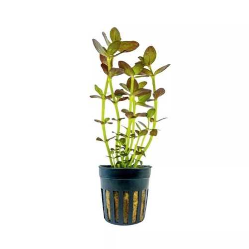 BACOPA Salzmannii 'Purple' in jar - Aquaflora