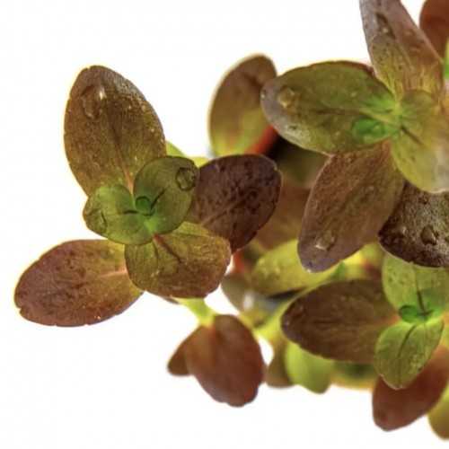 BACOPA Salzmannii 'Purple' in jar - Aquaflora