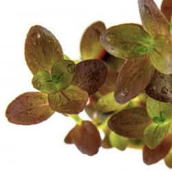 BACOPA Salzmannii 'Purple' in jar - Aquaflora