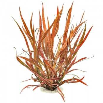 Cryptocoryne Spiralis Red in Jar - Tropica