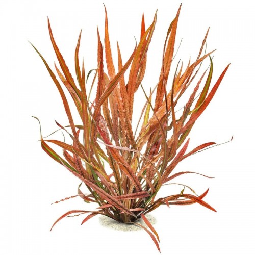 Cryptocoryne Spiralis Rouge à Jar - Tropica
