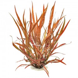 Cryptocoryne spiralis Red in vasetto - Tropica