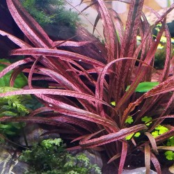 Cryptocoryne Spiralis Red in Jar - Tropica