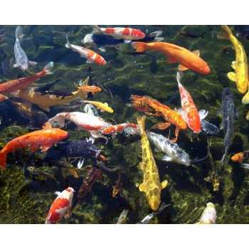 Prodac Color Pond Stick All Season Feed 5kg + 2.5 Free... 2
