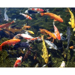 Prodac Pond Color Stick All Season MANGIME 5 kg + 2.5 Free Carpe Koi Fish