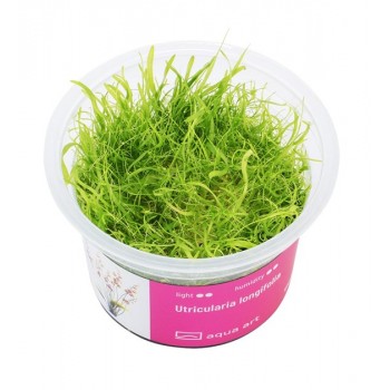 Utricularia Longifolia en coupe - Aqua Art Plante...