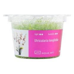Utricularia Longifolia in Cup - Aqua Art Terrarium carnivorous plant