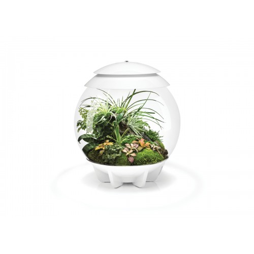 biOrb AIR 30 terrarium - Oase