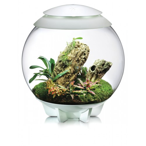 biOrb AIR 60 terrarium - Oase