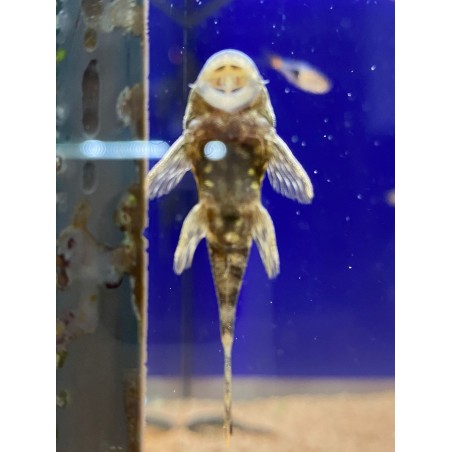 Angistrus pair selected adults