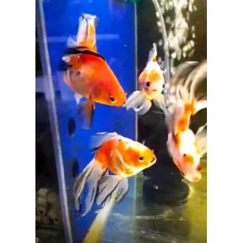 copy of Oranda Panda Tricolor Lion Head 2
