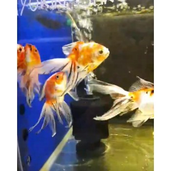 copy of Oranda Panda Tricolor Lion Head