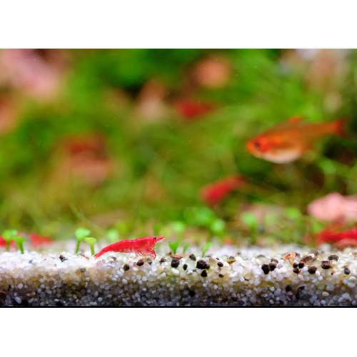 copy of Twinstar G-Line 100G Waterproof...