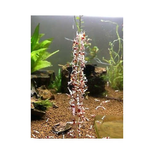 Shrimp Stick - Lecca lecca mix per caridine e...