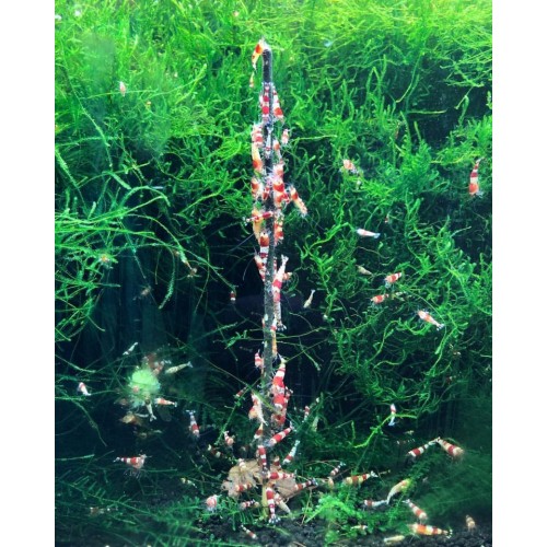 Shrimp Stick - Lecca lecca mix per caridine e...