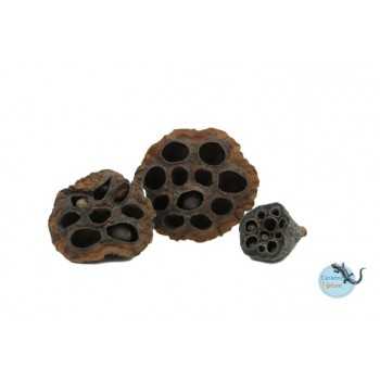 Lotus pods (3 pieces) - Ceramic Nature