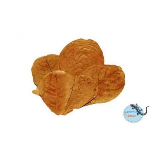 Foglie di catappa XL (10 foglie) - Ceramic Nature
