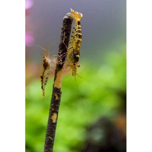 Stick Crevettes - Lollipop pour les cardidins...