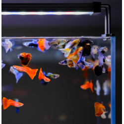 Twinstar A-Line 45 A II Série (extension 45-55cm) - Plafonnier à LED extensible avec gradateur pour cardianai et terrariums