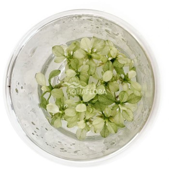 Anubias Bétones var. Nana 'Blanche-Neige' en coupe -...