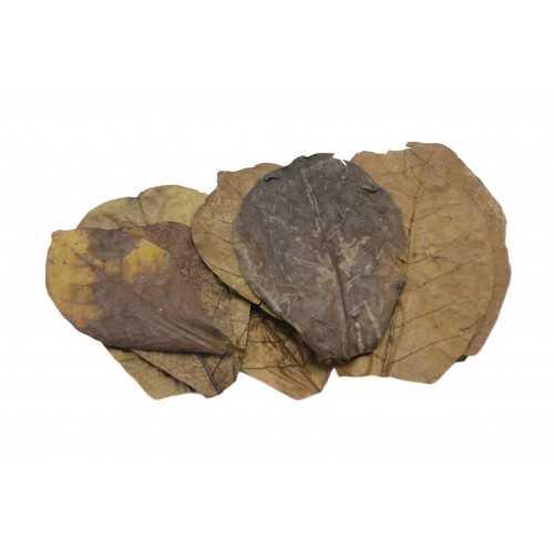 Catappa catappa leaves nano catappa (10 leaves)...