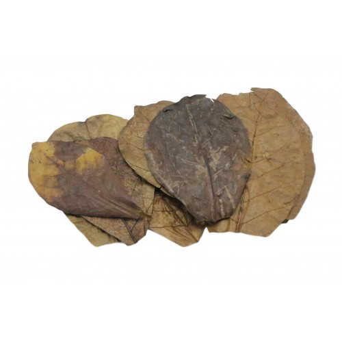 Catappa Catappa quitte Nano Catappa (10...