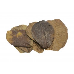 Catappa Catappa quitte Nano Catappa (10 feuilles) - Ceramic Nature