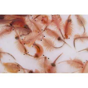 Artemia 90ml de nourriture en direct pour les poissons...