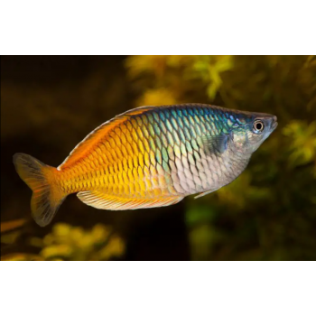 Mélanotenia beesemani