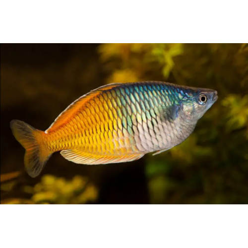 Melanotenia Boesemani