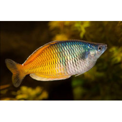 Melanotenia Boesemani