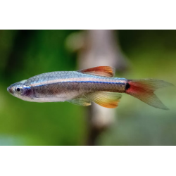 Tanichthys albonubes