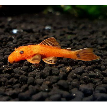 Ancistrustrus Red Couple