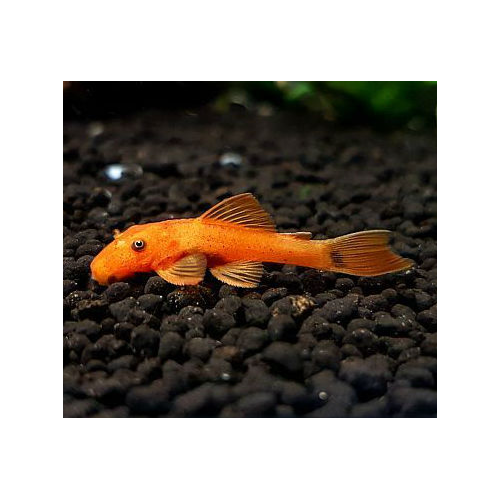 Ancistrustrus Red Couple