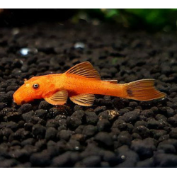 Ancistrustrus Red Couple