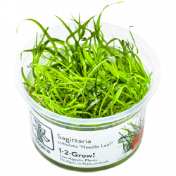 Sagittaria Subulated Needle Leaf in Cup - Tropica
