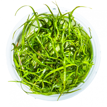 Sagittaria subulata Needle Leaf in cup - Tropica 2