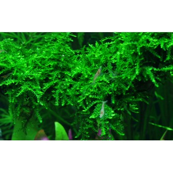 Vesicularia ferriei Weeping Moss in cup - Aquaflora 2