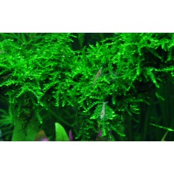 copy of Vesiculari ferriei Weeping Moss in cup - Tropica
