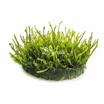 Vesicularia ferriei Weeping Moss in cup - Aquaflora