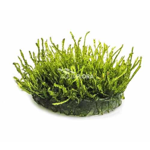 Vesicular Ferriei Weeping Moss in Cup - Aquaflora