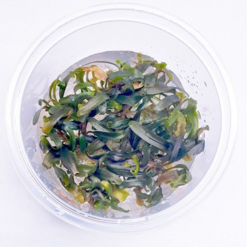 Bucephalandra sp. 'Catharinae' in cup - Aquaflora