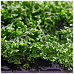 Riccardia Chamedryforia in Cup - Tropica