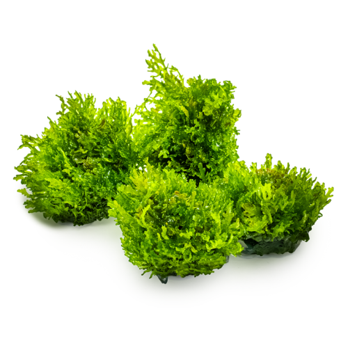 Riccardia chamedryfolia in cup - Tropica