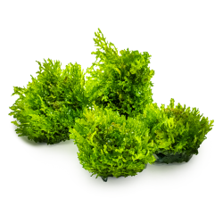 Riccardia chamedryfolia in cup - Tropica