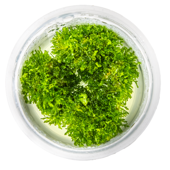 Riccardia chamedryfolia in cup - Tropica 2