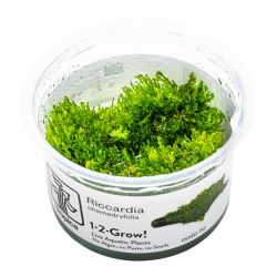 Riccardia chamedryfolia in cup - Tropica