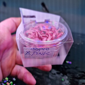 Cryptocoryne balanse rose en coupe - Aquaflora 2