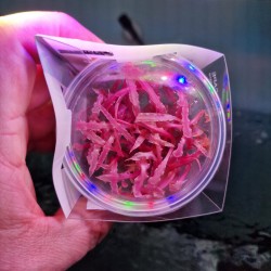 copy of Cryptocoryne 'Flamingo' in cup - Aquaflora