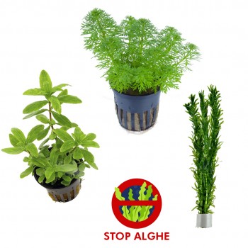 Kit 3 Piante Antialghe | Limnophila heterophylla sessiliflora - Hygrophila polysperma - Egeria densa